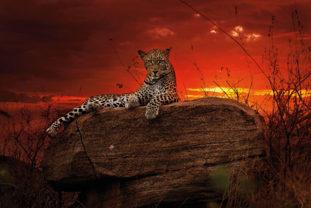 O lado colorido da África selvagem por Alex Bernasconi 08
