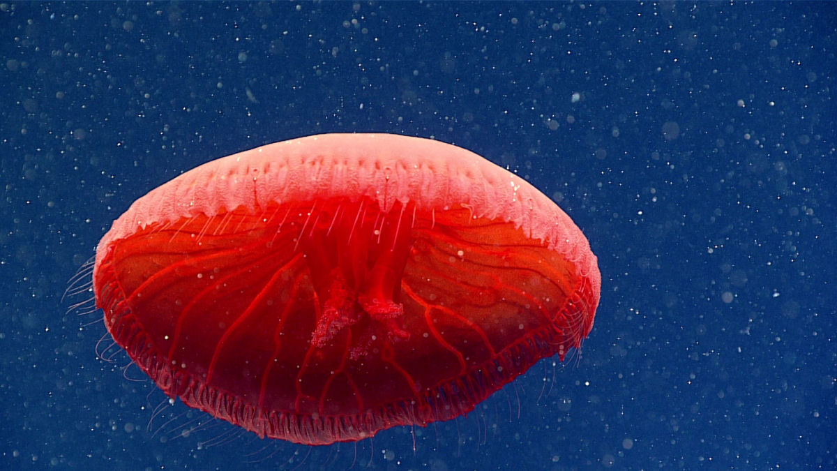 Um mergulho a 700 metros no Atlântico revela uma nova espécie de medusa vermelha brilhante