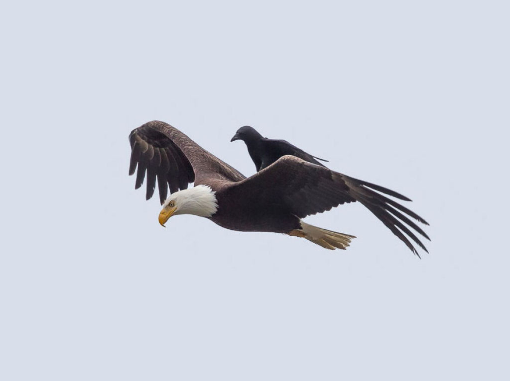 Fotos únicas de um corvo montando sobre um águia em pleno vôo 01