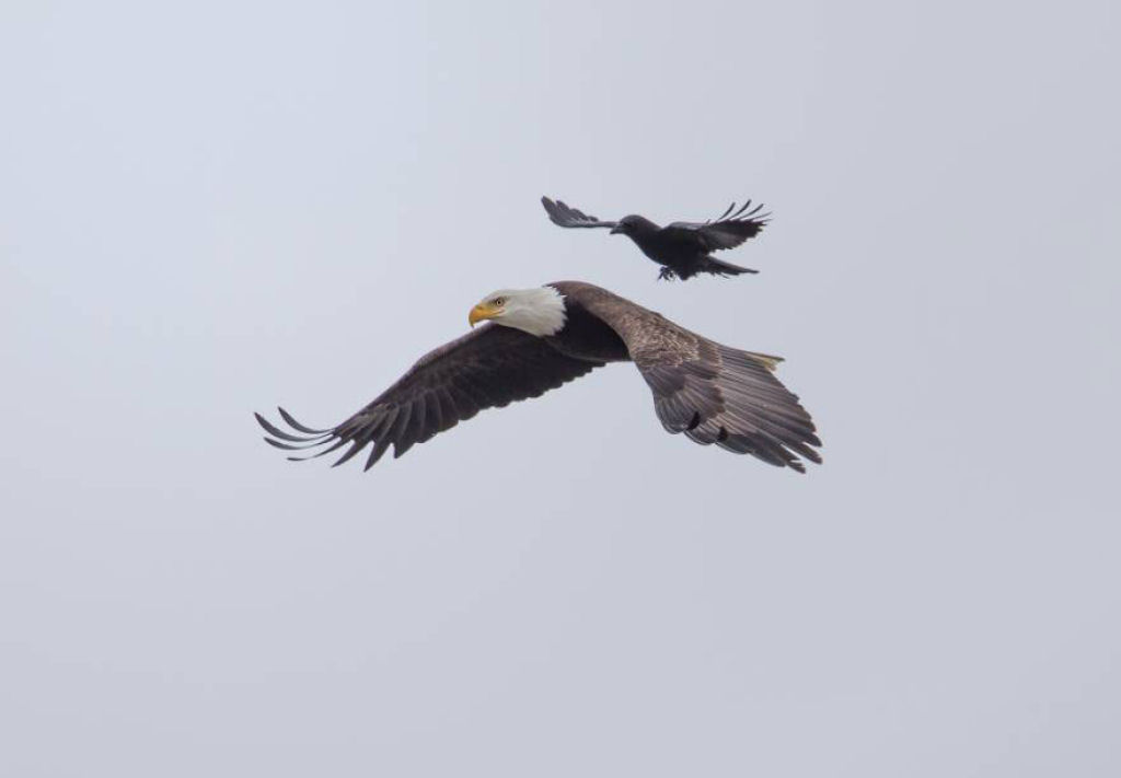 Fotos únicas de um corvo montando sobre um águia em pleno vôo 02