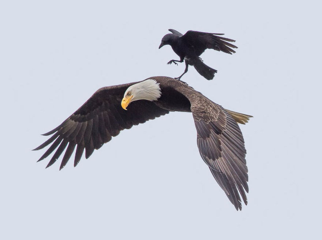 Fotos únicas de um corvo montando sobre um águia em pleno vôo 03