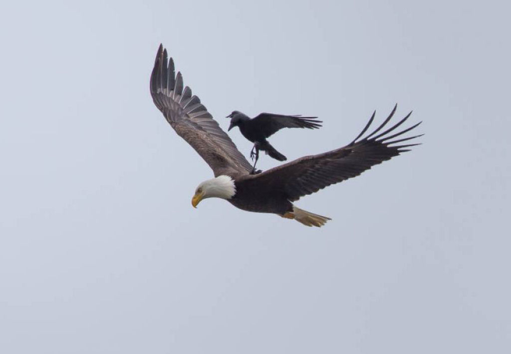 Fotos únicas de um corvo montando sobre um águia em pleno vôo 04