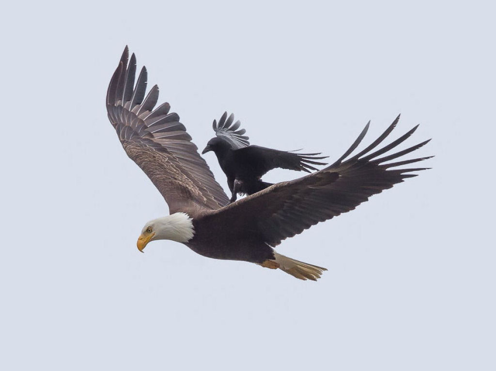 Fotos únicas de um corvo montando sobre um águia em pleno vôo 05