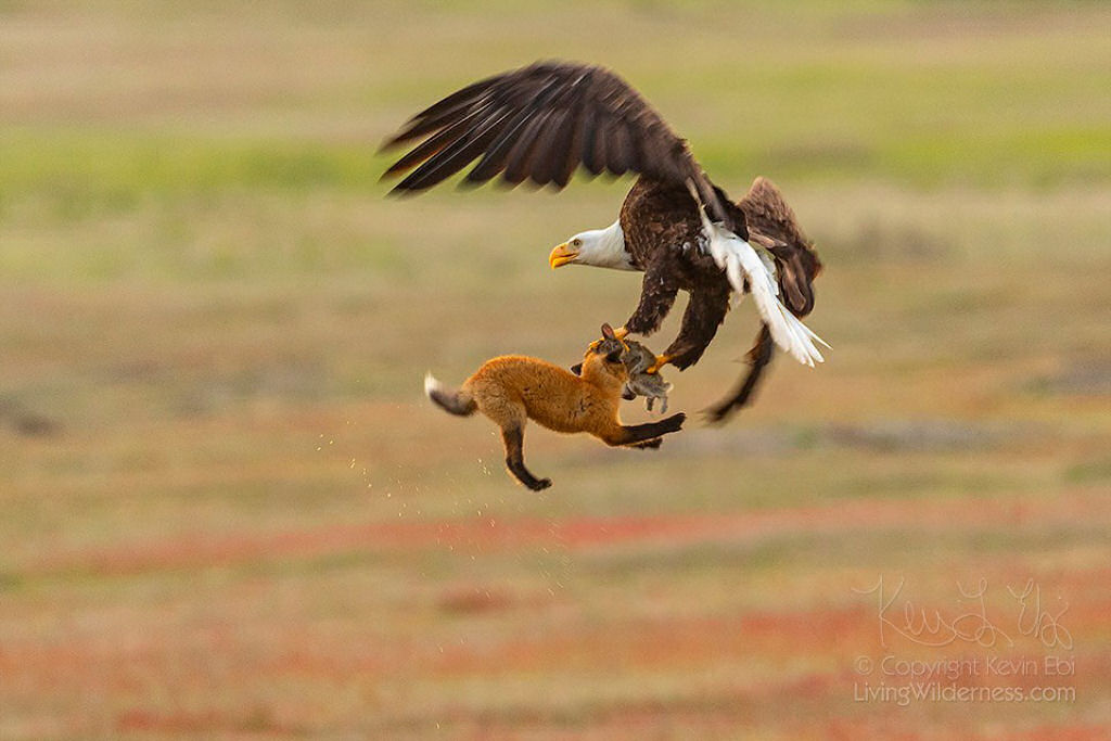 Registram o extraordinário momento em que uma águia, uma raposa e um coelho voam juntos alguns segundos