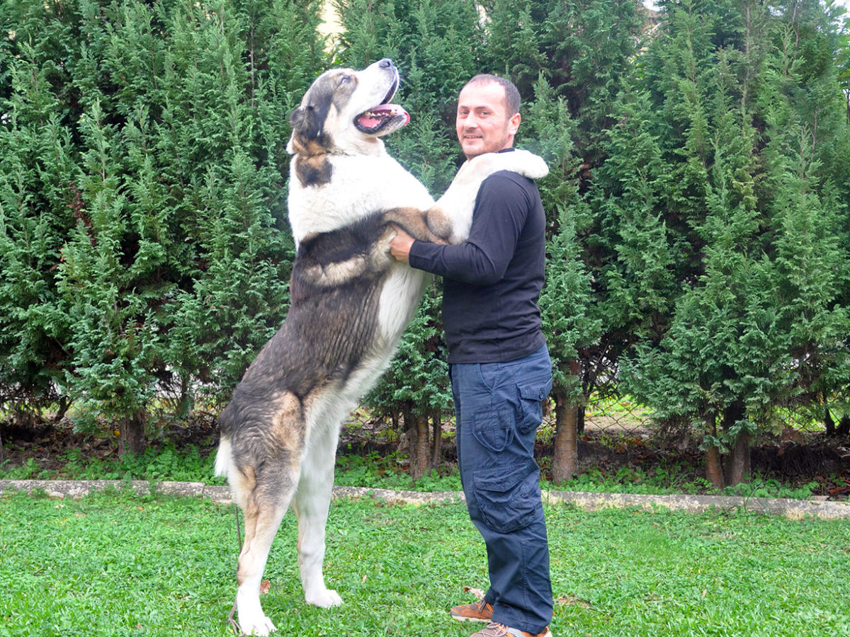 Alabai, o cão gigante do Turcomenistão que esmaga-lobos