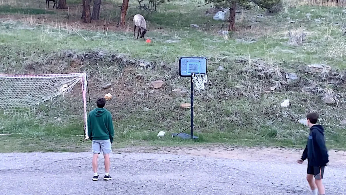 Vdeo adorvel mostra alce jogando futebol com crianas