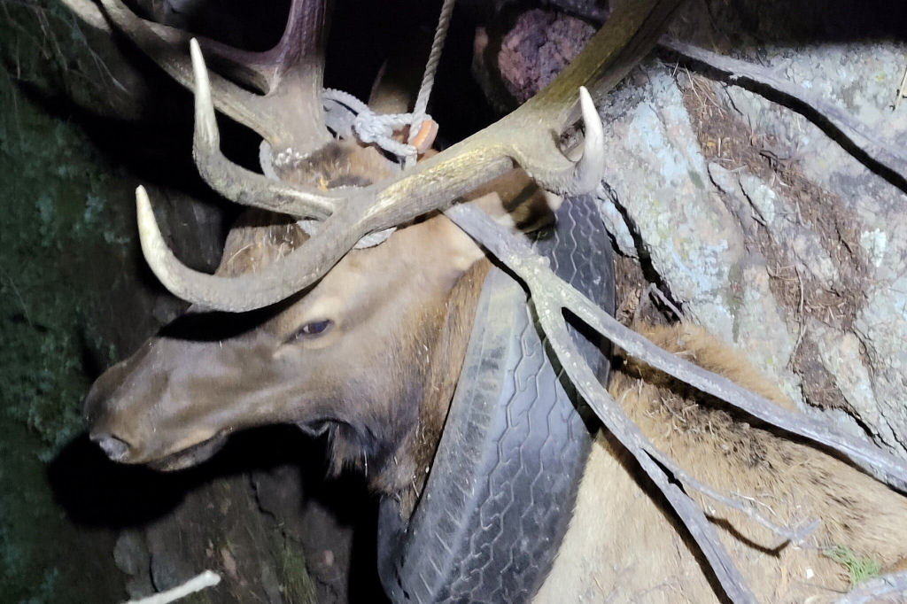 Alce selvagem é finalmente liberado de um pneu que ficou preso no pescoço por mais de dois anos