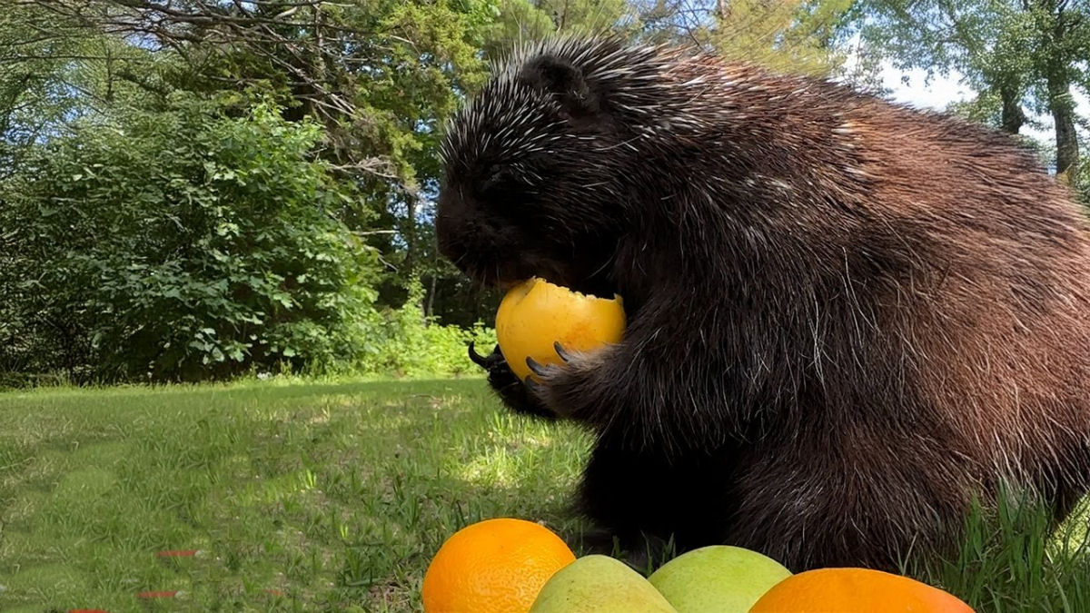 Americana dá frutas frescas para um porco-espinho que mora em seu quintal