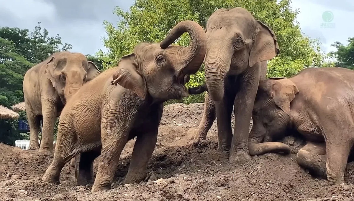 Elefantas resgatadas, que criaram laços estreitos, são acolhidas calorosamente em nova manada