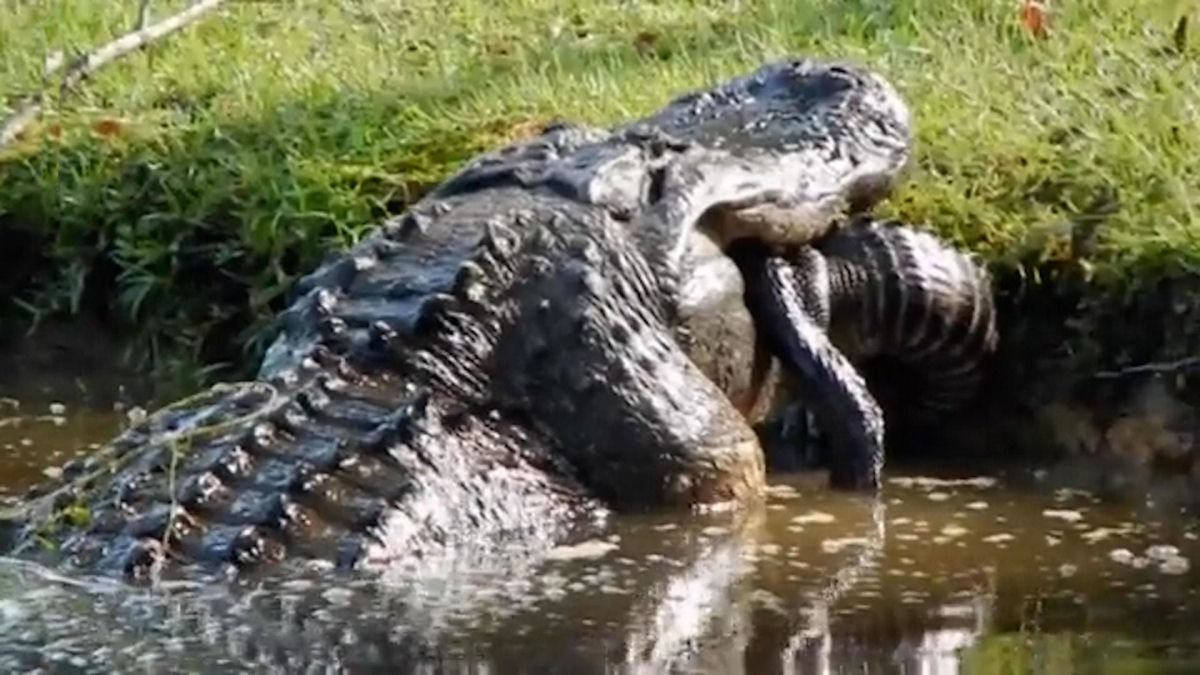 Enorme crocodilo canibal come outro de quase dois metros