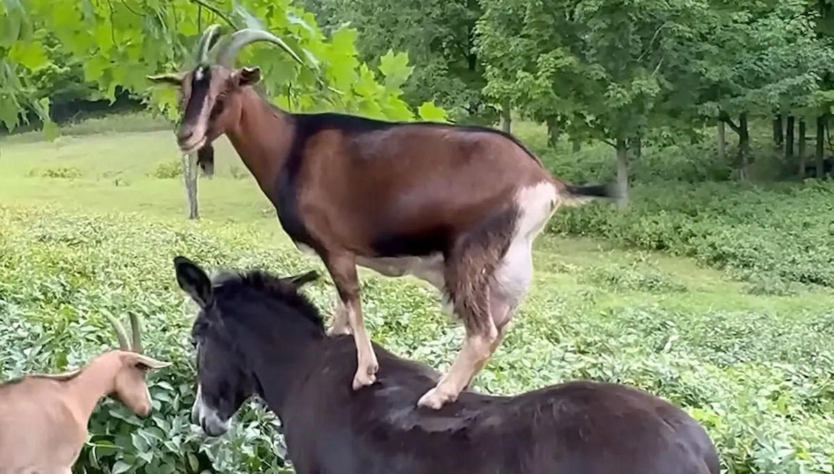 Jumentinha bondosa deixa cabra usar suas costas como degrau para alcançar folhas de bordo