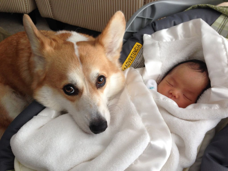 36 fotos reconfortantes de bebês e cães compartilhando um momento especial 01