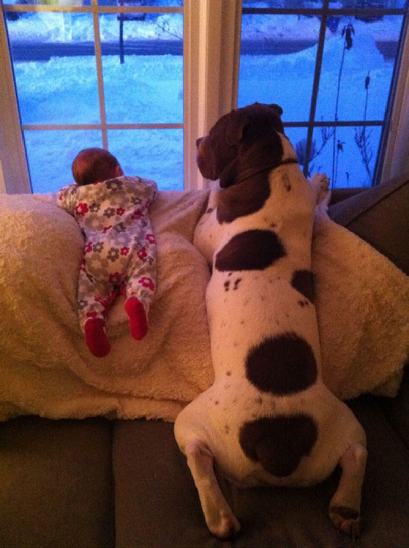 36 fotos reconfortantes de bebês e cães compartilhando um momento especial 03