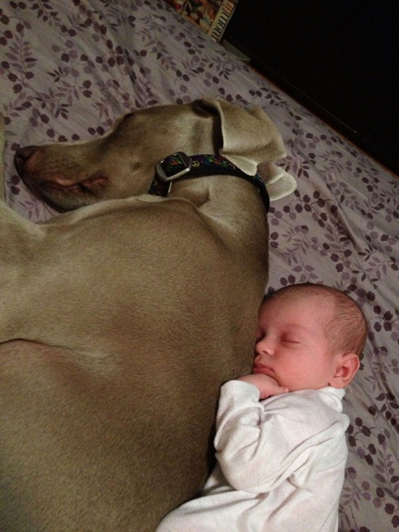 36 fotos reconfortantes de bebês e cães compartilhando um momento especial 05
