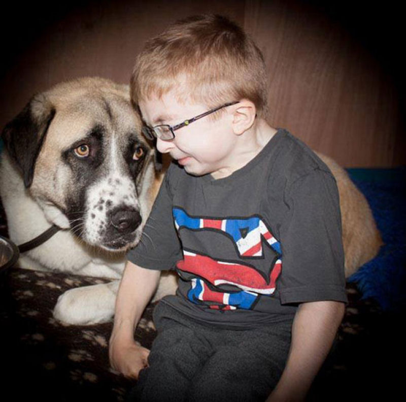 36 fotos reconfortantes de bebês e cães compartilhando um momento especial 17