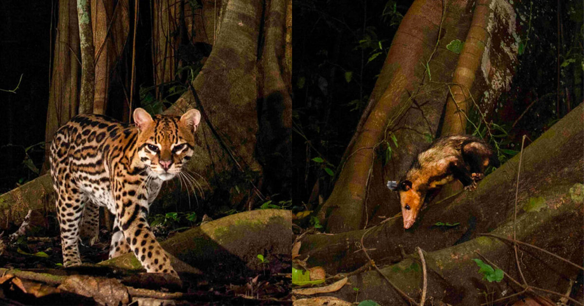 Cientistas ficam perplexos com vídeo de jaguatiricas e gambás brincando juntos