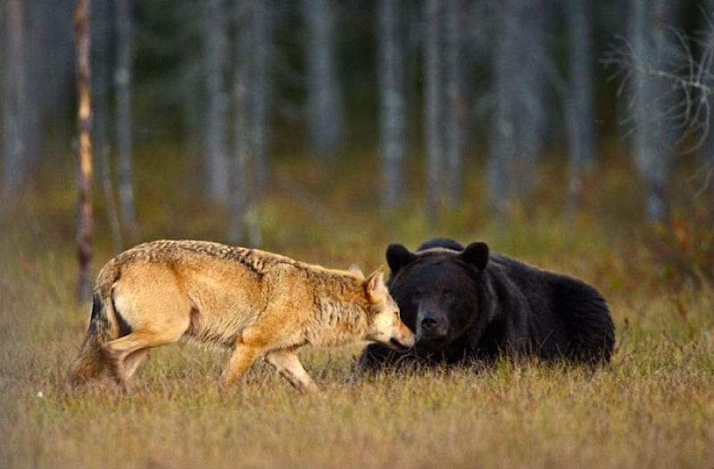 A inslita amizade entre um lobo e um urso documentada por um fotgrafo finlands 02