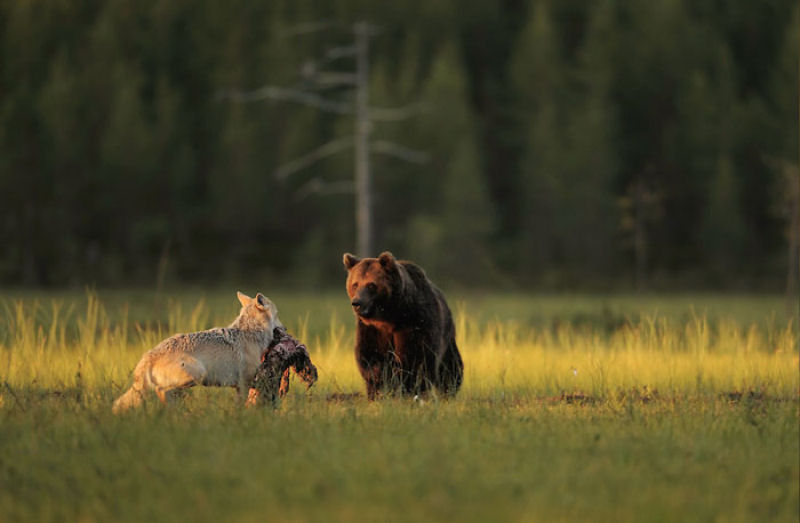 A inslita amizade entre um lobo e um urso documentada por um fotgrafo finlands 03