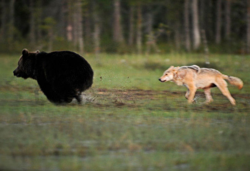 A inslita amizade entre um lobo e um urso documentada por um fotgrafo finlands 04