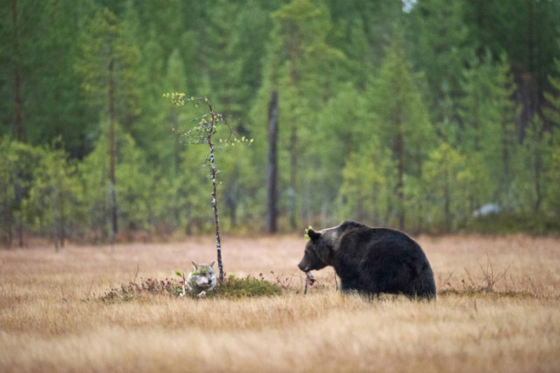 A inslita amizade entre um lobo e um urso documentada por um fotgrafo finlands 05