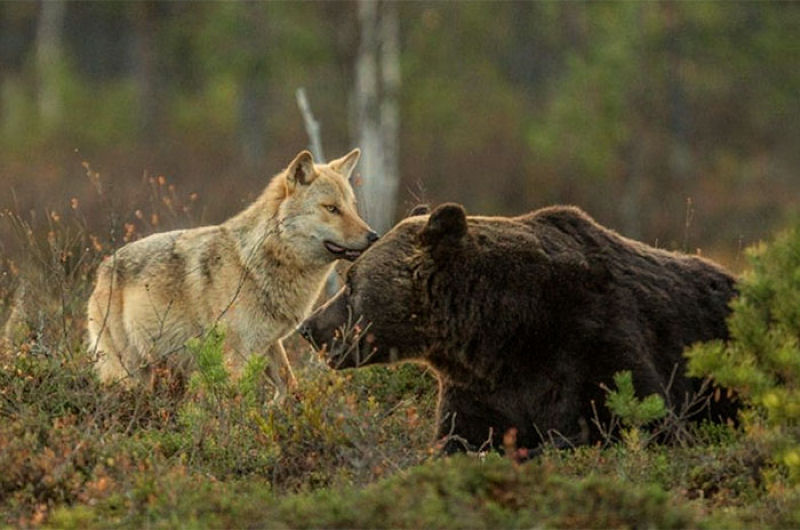 A inslita amizade entre um lobo e um urso documentada por um fotgrafo finlands 06