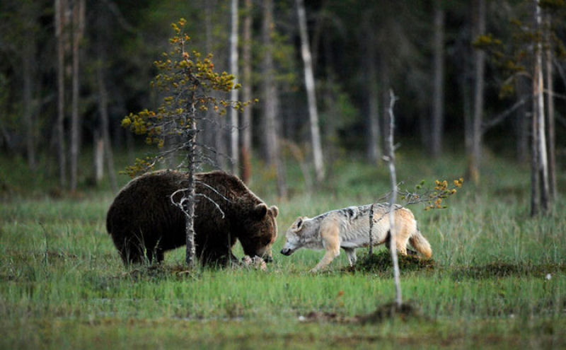 A inslita amizade entre um lobo e um urso documentada por um fotgrafo finlands 07