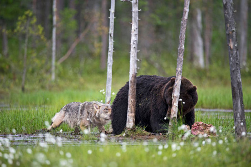 A inslita amizade entre um lobo e um urso documentada por um fotgrafo finlands 08