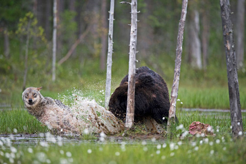 A inslita amizade entre um lobo e um urso documentada por um fotgrafo finlands 09