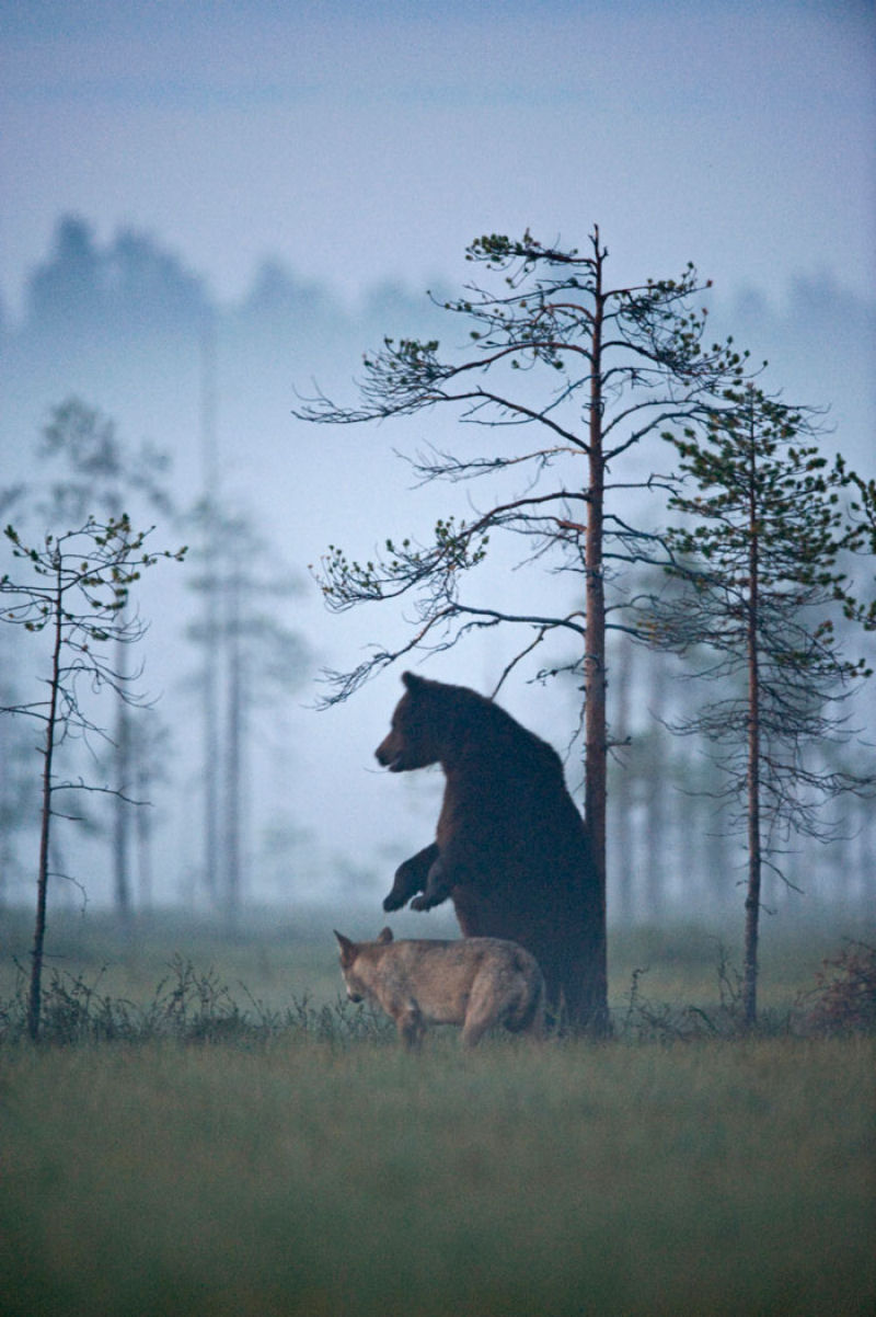 A inslita amizade entre um lobo e um urso documentada por um fotgrafo finlands 10
