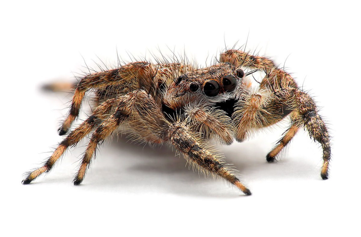 Youtuber cria vnculo de confiana com uma adorvel aranha-saltadora sob seus cuidados ao longo de 14 dias