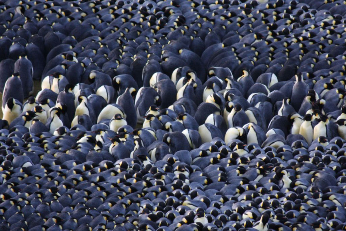 Como os pinguins-imperadores se mantm aquecidos o suficiente para sobreviver a -40C ou menos?