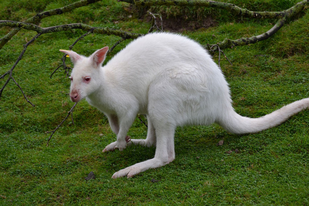 Quando a natureza fica sem tinta: 25 Animais albinos 05