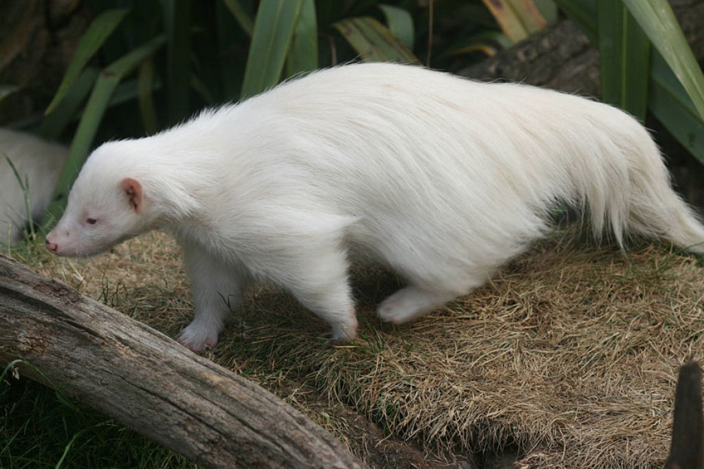 Quando a natureza fica sem tinta: 25 Animais albinos 18