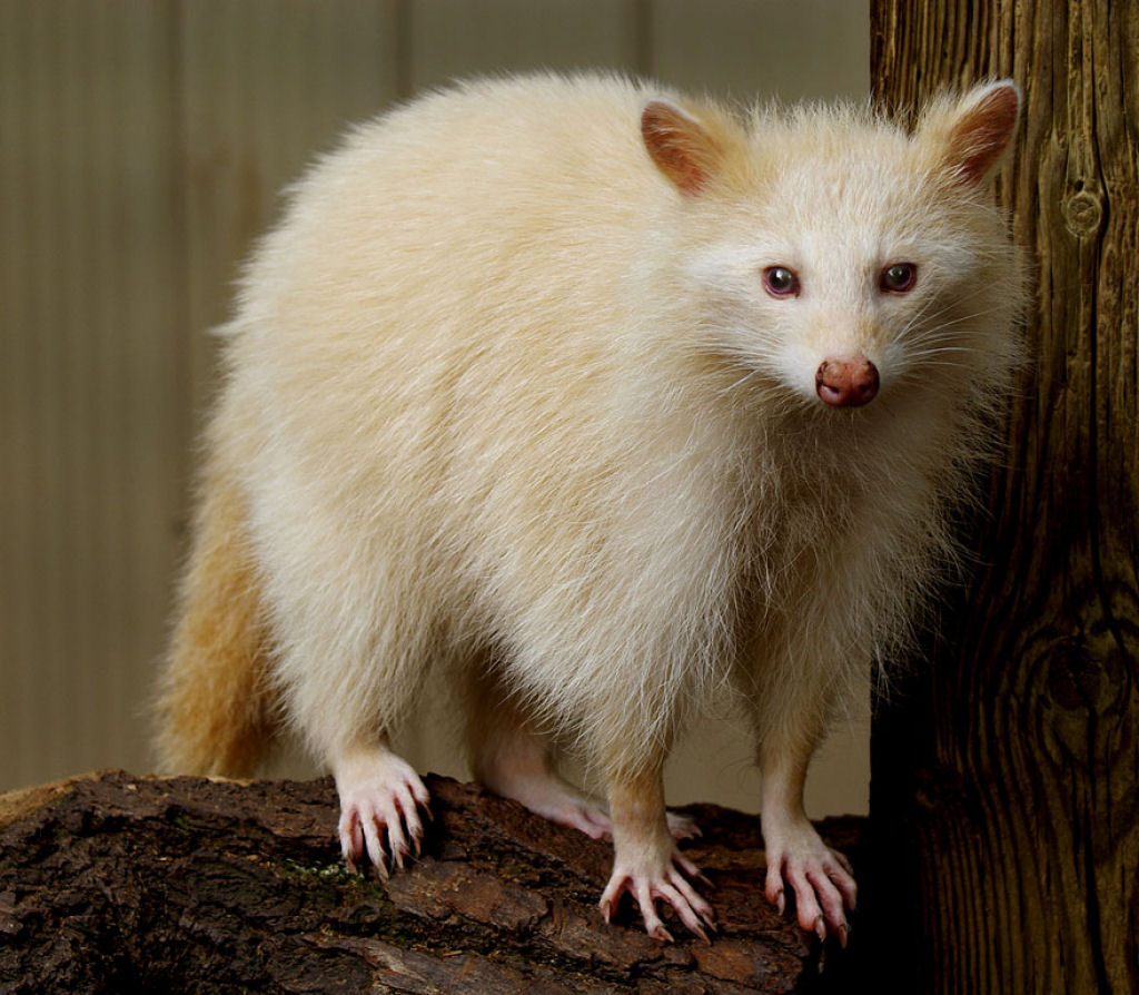 Quando a natureza fica sem tinta: 25 Animais albinos 22