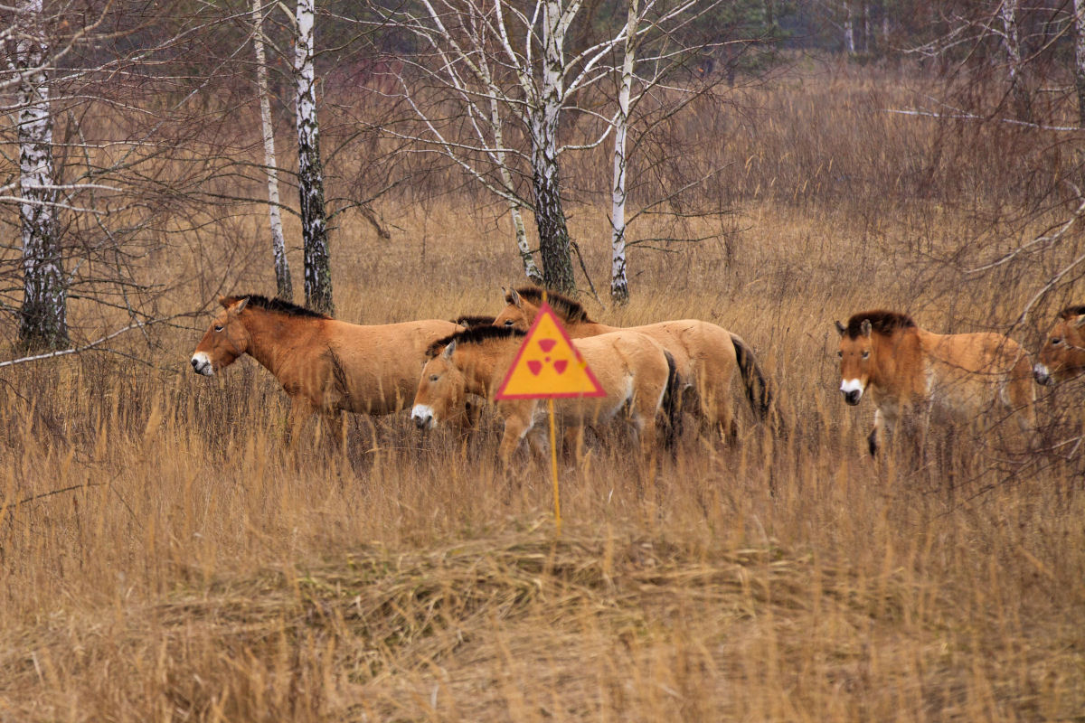 Como os animais da zona de exclusão de Chernobyl recuperaram as terras abandonadas como se fossem suas