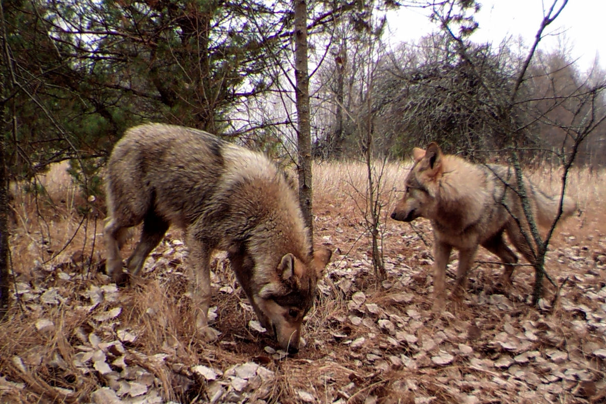 Como os animais da zona de exclusão de Chernobyl recuperaram as terras abandonadas como se fossem suas