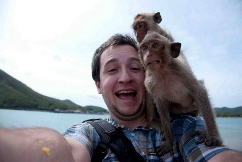 46 animais que esto fartos com a moda das selfies 39