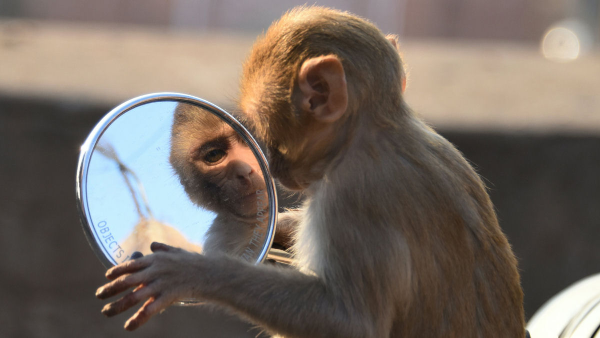 Quais animais conseguem se reconhecer no espelho?