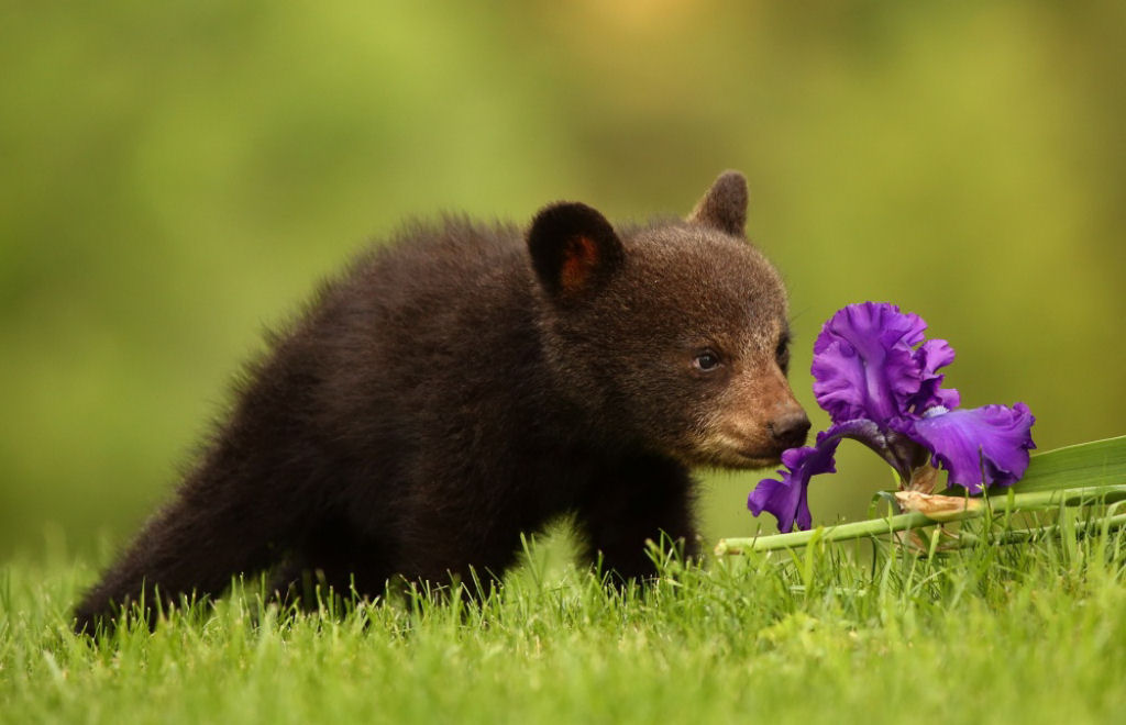 20 preciosos animais que adoram a primavera 11