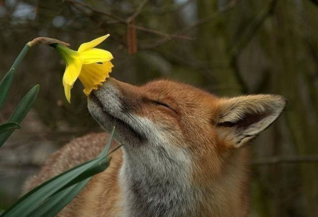 20 preciosos animais que adoram a primavera 19