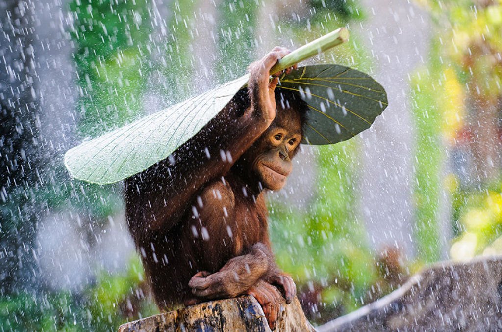 15 animais utilizando guarda-chuvas naturais 03