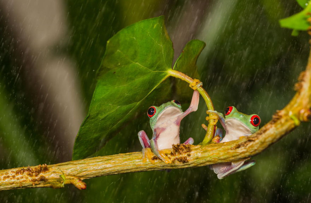 15 animais utilizando guarda-chuvas naturais 04