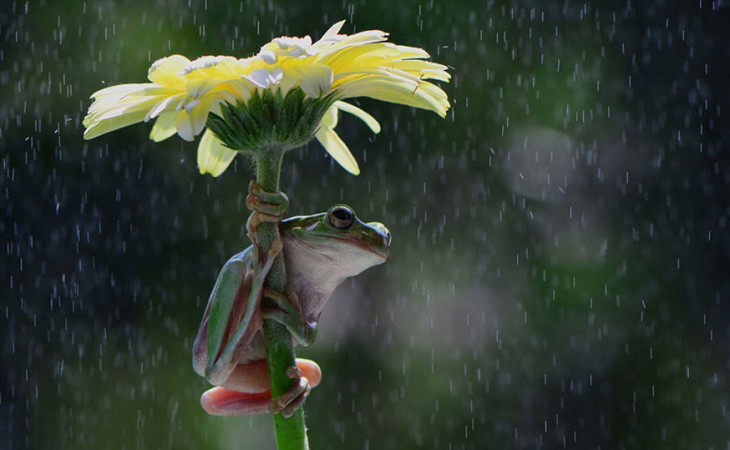 15 animais utilizando guarda-chuvas naturais 05