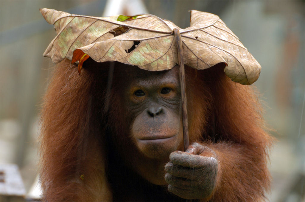 15 animais utilizando guarda-chuvas naturais 07