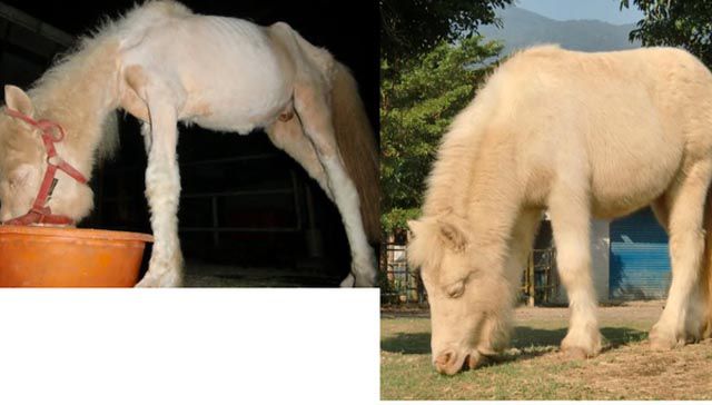 Antes e depois de animais adotados 2 11