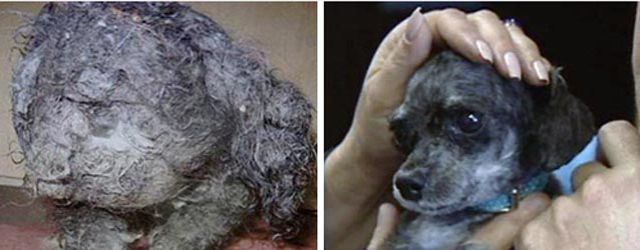 Antes e depois de animais adotados 2 12
