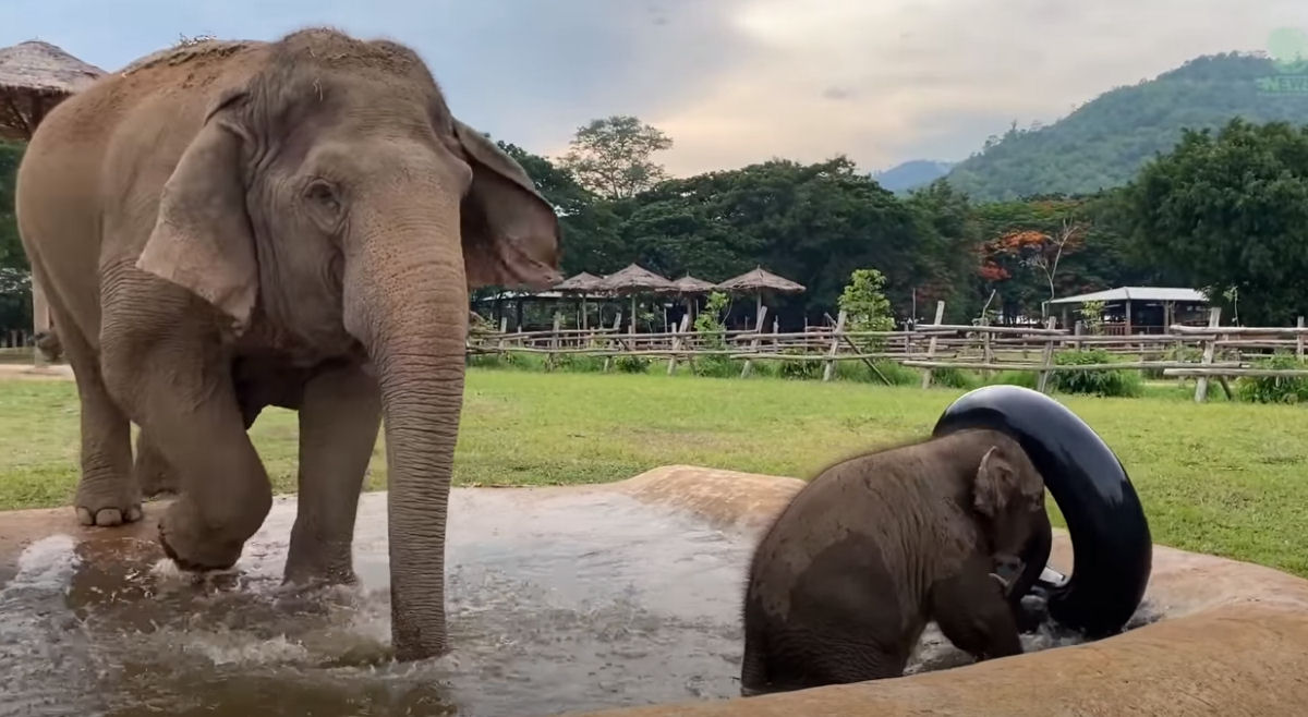 Elefantinha nascida em santuário completa um ano de idade