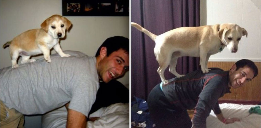 O antes e depois de adorveis animais de estimao 03