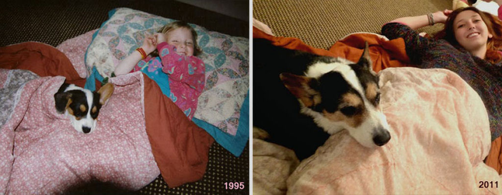 O antes e depois de adorveis animais de estimao 07