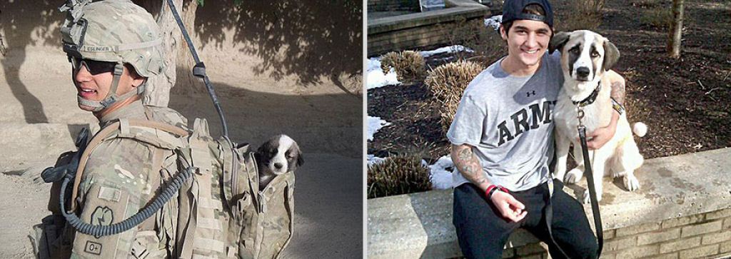 O antes e depois de adorveis animais de estimao 09